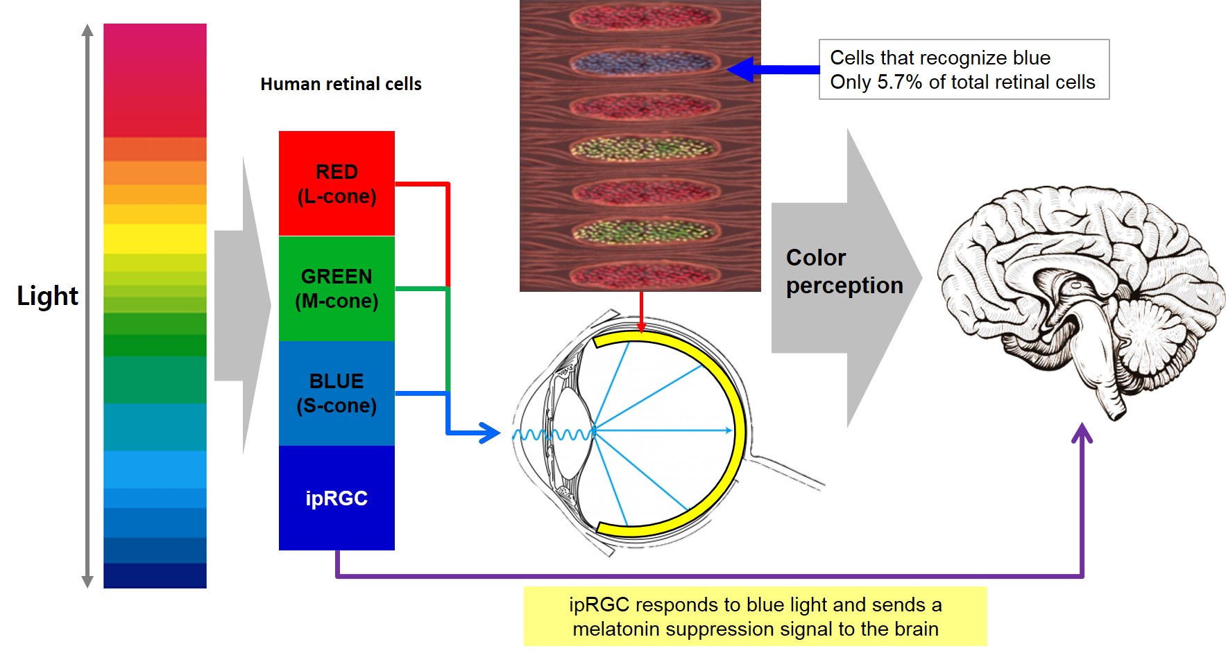 LEDs enable human-centric lighting optimized for circadian rhythms